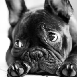 Tome nota: Así podrá proteger a sus mascotas previo a la temporada de pólvora en Cali 