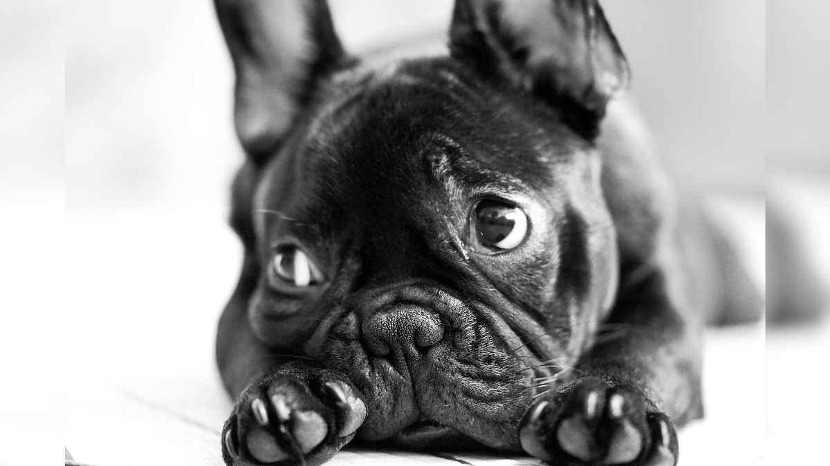 Autoridades piden uso responsable del Sisbén para atención veterinaria de mascotas