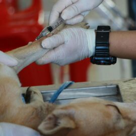 Autoridades piden uso responsable del Sisbén para atención veterinaria de mascotas