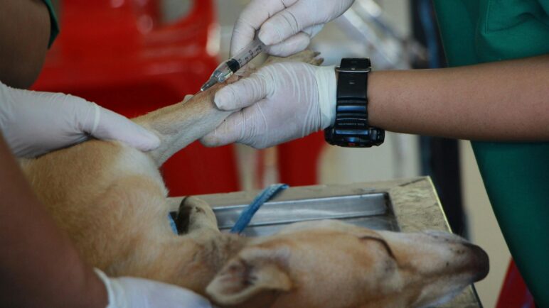 Autoridades piden uso responsable del Sisbén para atención veterinaria de mascotas