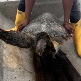 Esperanza en el Pacífico: así liberaron a una tortuga marina en Buenaventura