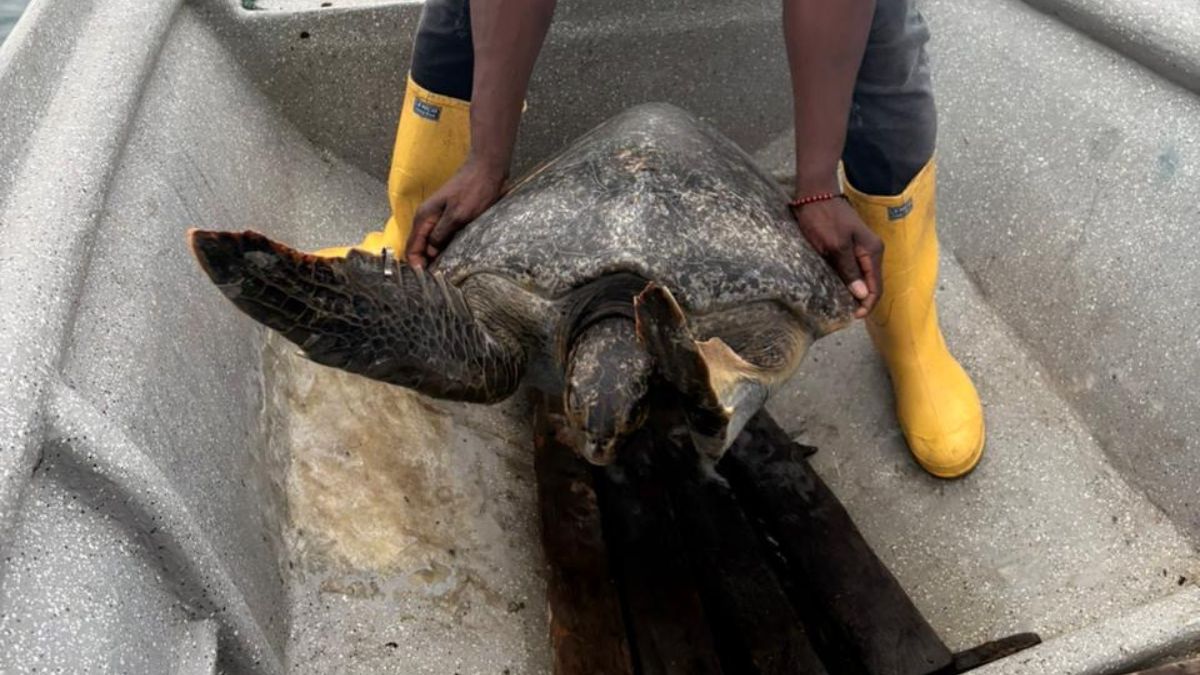 Refuerza control en avistamiento de ballenas tras denuncias en Buenaventura