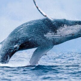 Refuerza control en avistamiento de ballenas tras denuncias en Buenaventura