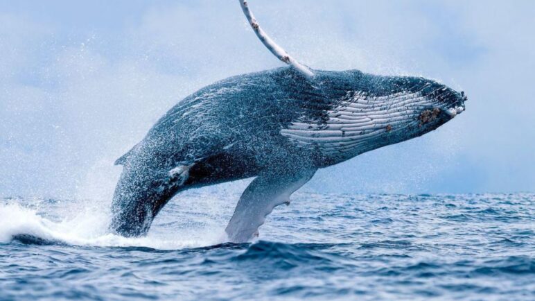 Refuerza control en avistamiento de ballenas tras denuncias en Buenaventura