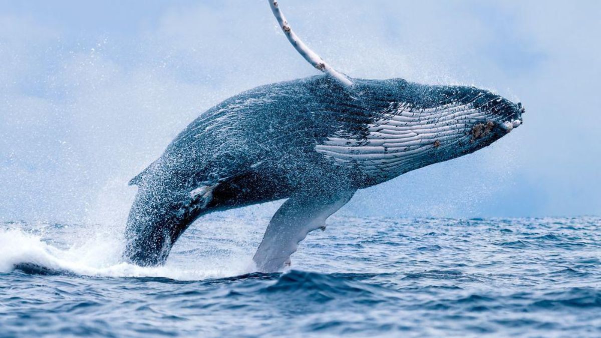 Refuerza control en avistamiento de ballenas tras denuncias en Buenaventura