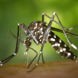 Jornadas de fumigación contra el dengue en Cali: conozca los barrios donde se realizará