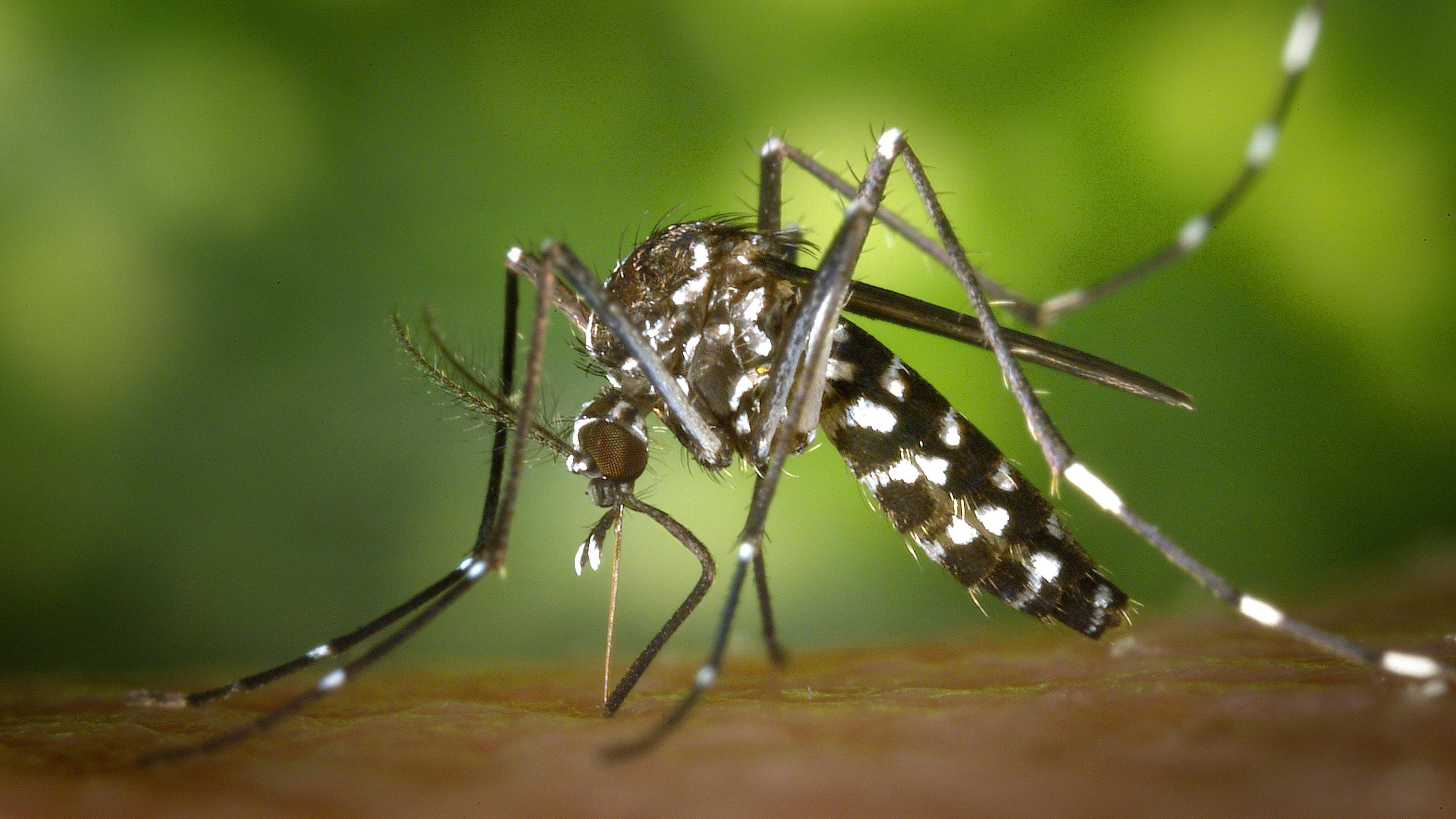 Lo que no sabías del dengue: curiosidades que sorprenden y salvan vidas