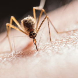 Lo que no sabías del dengue: curiosidades que sorprenden y salvan vidas