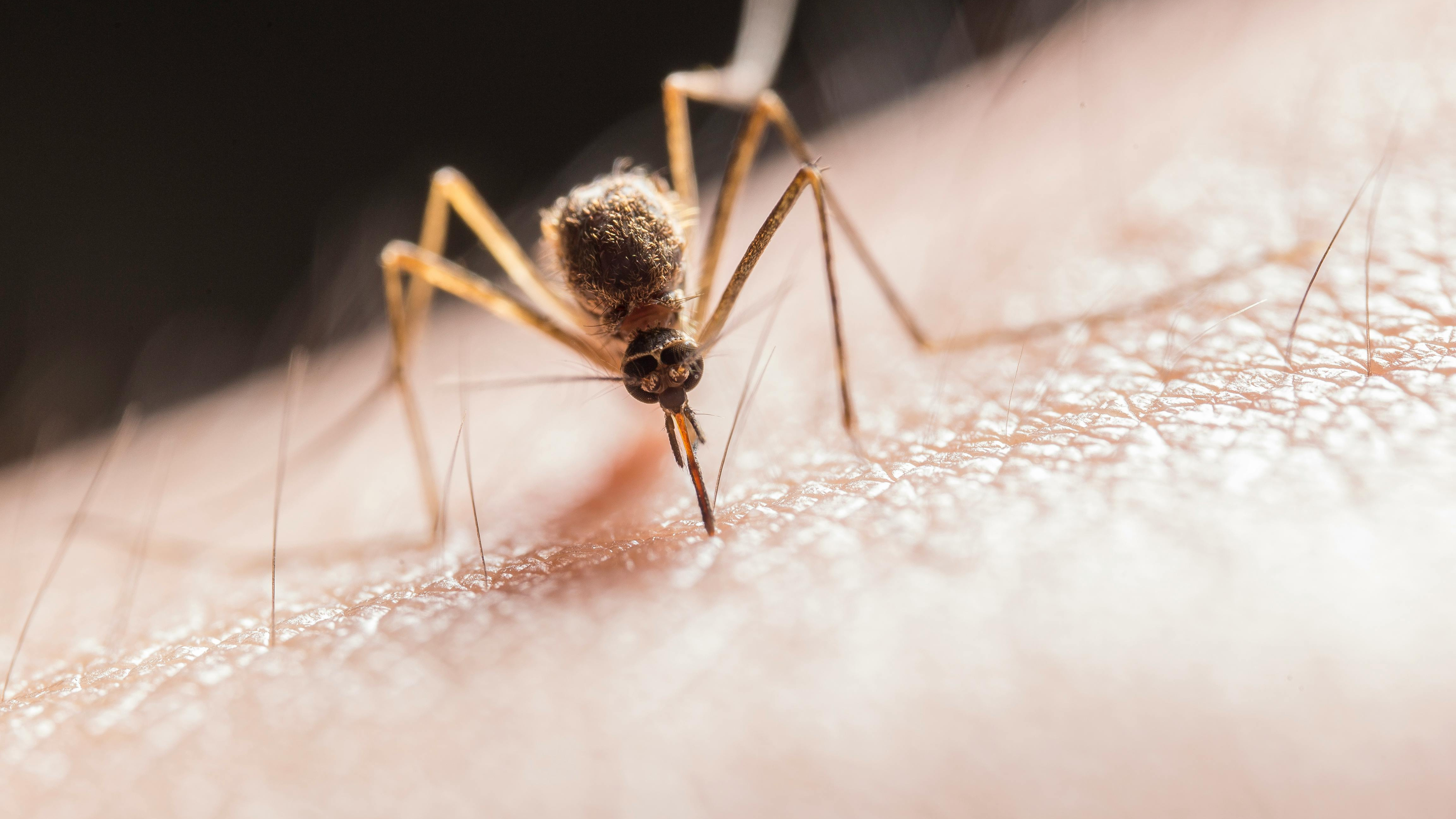 Lo que no sabías del dengue: curiosidades que sorprenden y salvan vidas