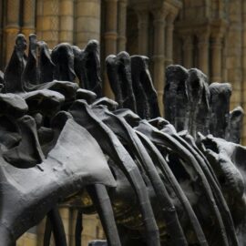 Hallan en Argentina una especie de dinosaurio: Paleontólogos están asombrados