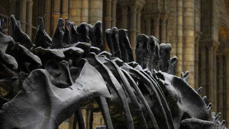 Hallan en Argentina una especie de dinosaurio: Paleontólogos están asombrados