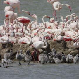 Flamencos rosas: los migratorios envejecen más lento que los residentes