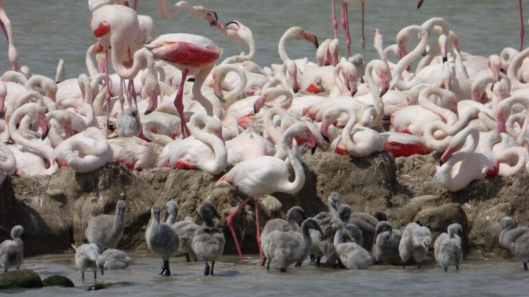 Flamencos rosas: los migratorios envejecen más lento que los residentes