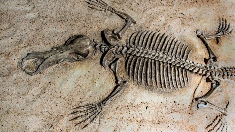 Kostensuchus atrox: el feroz depredador hallado en Argentina que cazaba dinosaurios