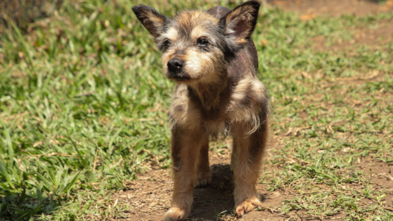 ‘Mallarino’, el perrito que sobrevivió al abandono y hoy busca un hogar