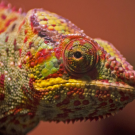 Día mundial del lagarto: curiosidades y llamado a proteger su ecosistema