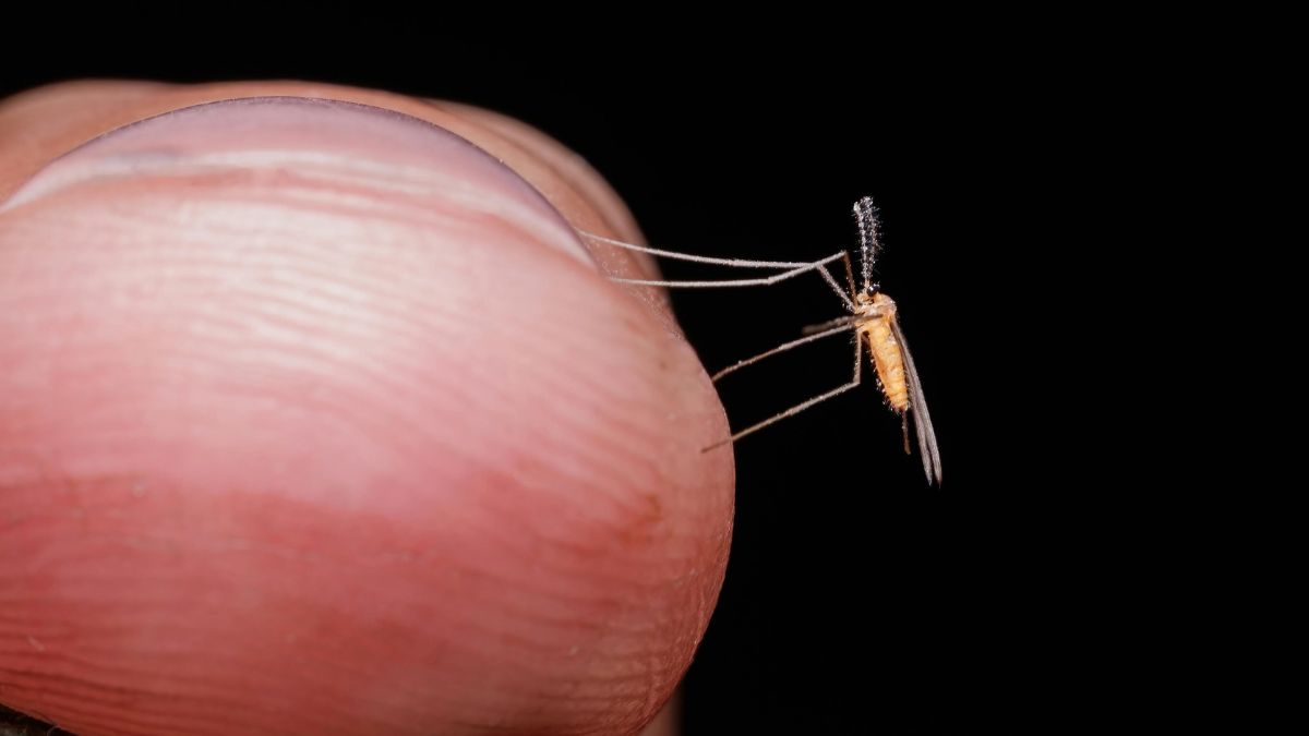 mosquitos