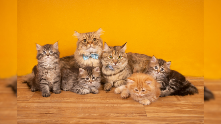 Curiosidades de los gatos que te harán decir "¡Miau, no lo sabía!"