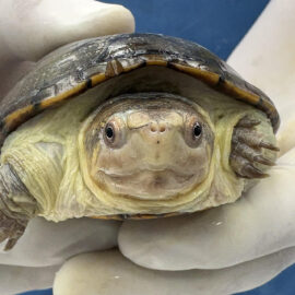 Descubre la tortuga Casquito: diminuta, única y en peligro de extinción