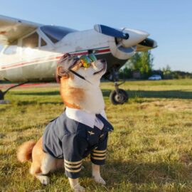 ¿Viajas con mascotas fuera de Colombia? Conoce qué trámites debes realizar