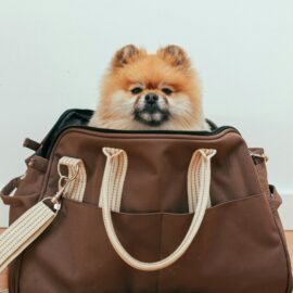 ¿Viajas con tu mascota al exterior? Todo lo que debes saber para no tener problemas