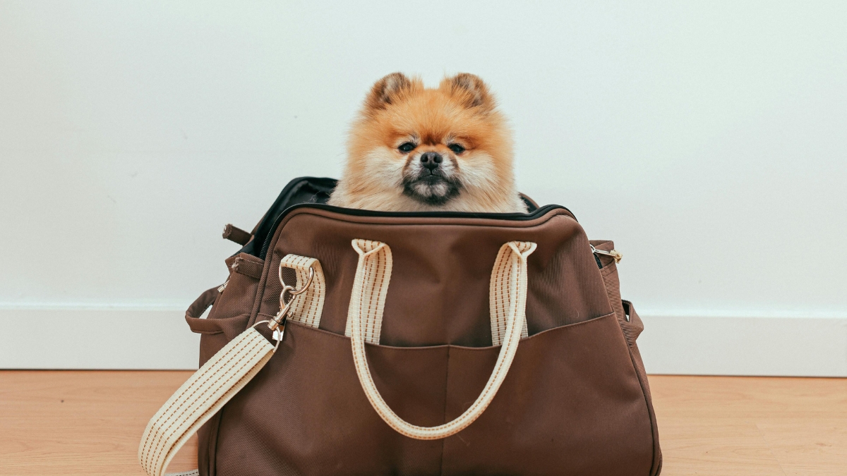 ¿Viajas con tu mascota al exterior? Todo lo que debes saber para no tener problemas