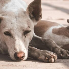Adopción de perritos y gatitos en Cali, ¿cómo puede darles una segunda oportunidad?