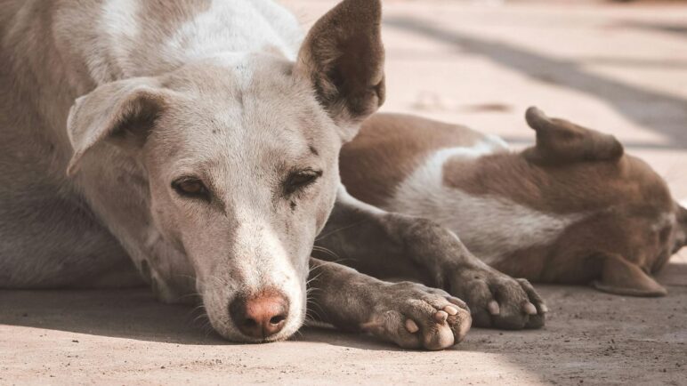 Adopción de perritos y gatitos en Cali, ¿cómo puede darles una segunda oportunidad?