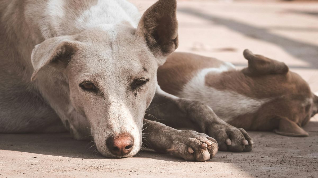 Adopción de perritos y gatitos en Cali, ¿cómo puede darles una segunda oportunidad?
