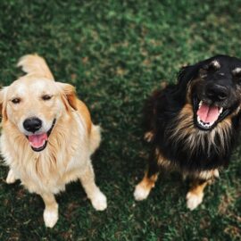 Jornadas de esterilización animal gratuita en Cali: ¿Dónde y cuándo se realizarán?