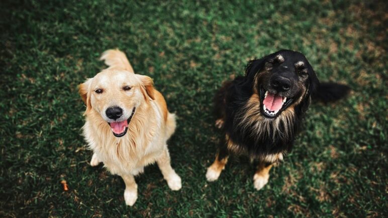 Jornadas de esterilización animal gratuita en Cali: ¿Dónde y cuándo se realizarán?