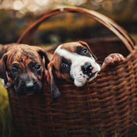 Jornadas de adopción animal en Cali: Conozca cuándo y dónde será