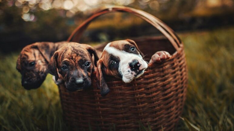 Jornadas de adopción animal en Cali: Conozca cuándo y dónde será