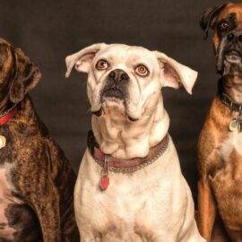 Jornadas de adopción animal en Cali para este fin de semana; conozca dónde se realizarán