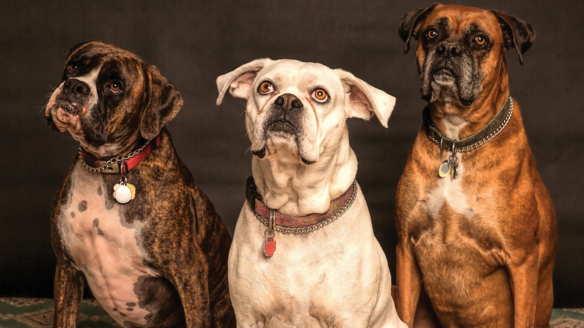 Jornada de adopción animal en Cali: conozca las ¡tres oportunidades para encontrará tu mejor amigo!