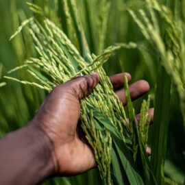 Semana Afroalimentaria en el norte del Cauca: mujeres defienden semillas y tradiciones ancestrales