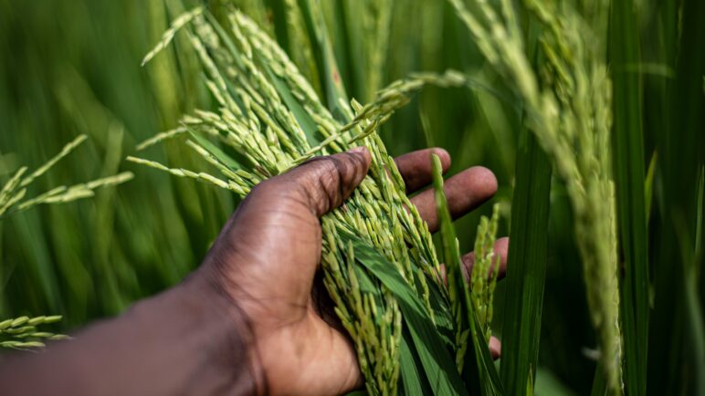 Semana Afroalimentaria en el norte del Cauca: mujeres defienden semillas y tradiciones ancestrales