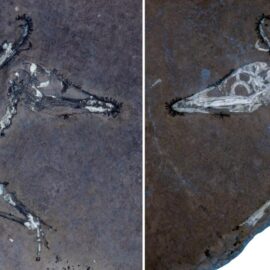La tormenta que mató a los pterosaurios: revelan secretos de hace 150 millones de años