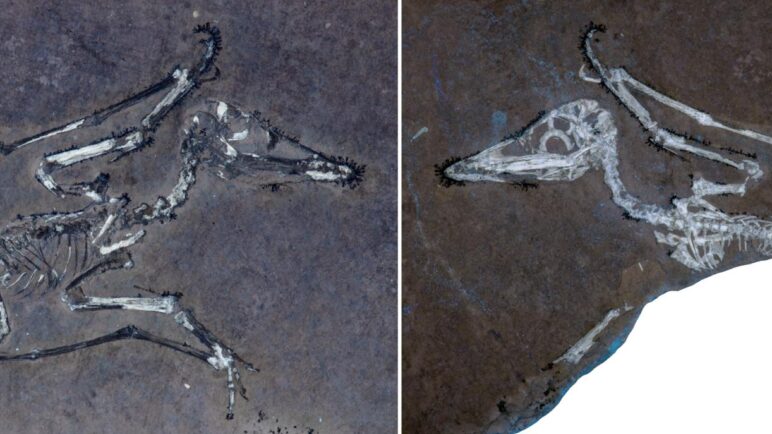 La tormenta que mató a los pterosaurios: revelan secretos de hace 150 millones de años