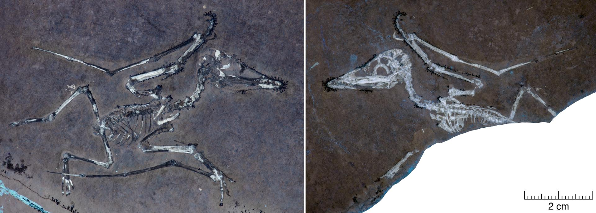 La tormenta que mató a los pterosaurios: revelan secretos de hace 150 millones de años