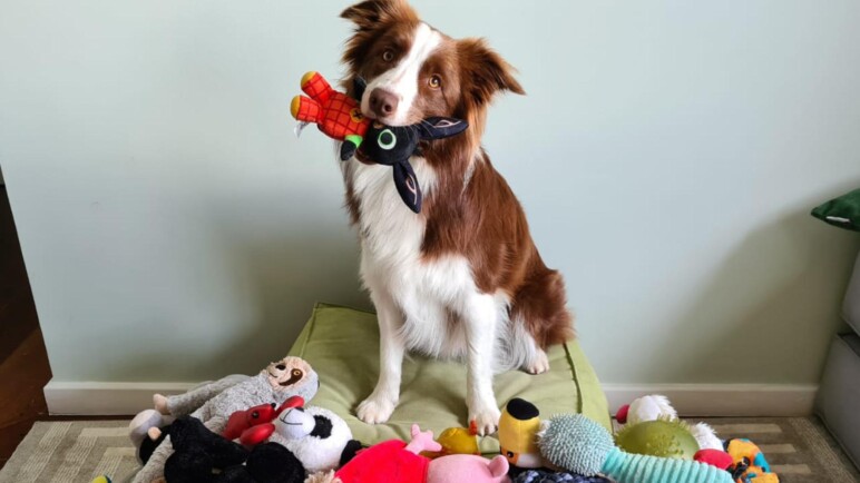 El poder de los perros: Esta es la increíble tarea que pueden hacer y sin ser entrenados