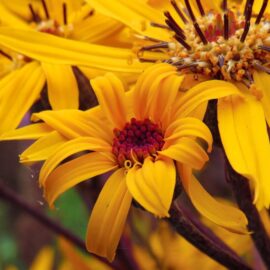 La razón por la que las personas regalan flores amarillas en septiembre: ¿Romanticismo?