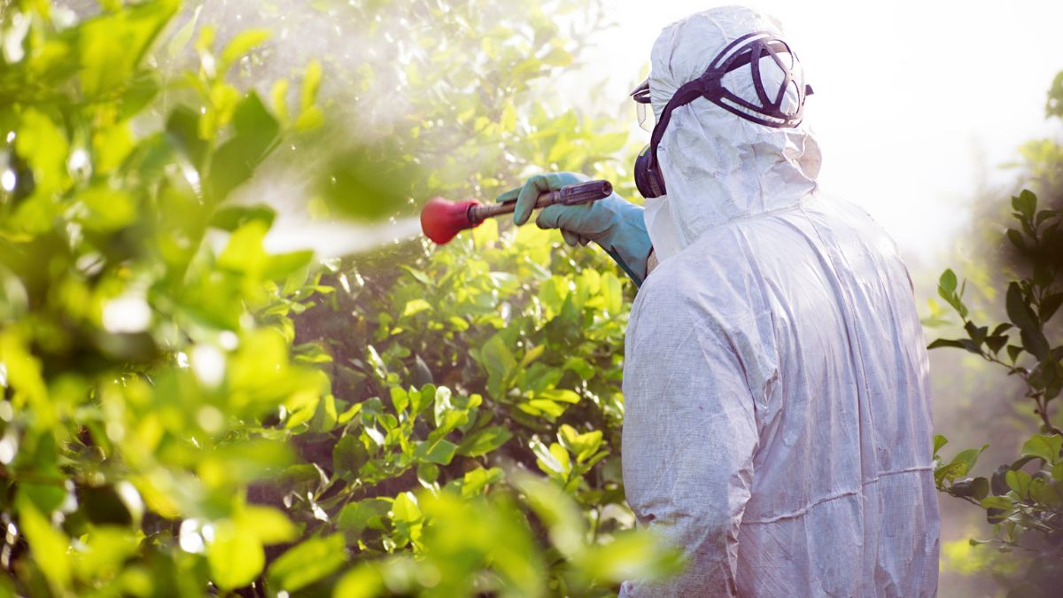 Alrededor de 1.700 hectáreas de cultivos ilícitos en Jamundí: Personero pide control del Estado