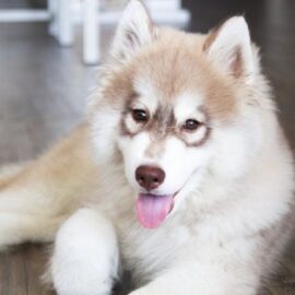 ¿Cómo cuidar un Husky? Estos tips le ayudarán a criar a esta raza de perros
