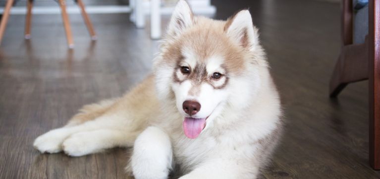 ¿Cómo cuidar un Husky? Estos tips le ayudarán a criar a esta raza de perros