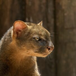 Rescate de pequeño felino en Cartago: ¿De qué especie se trata?