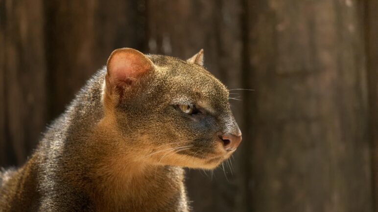 Rescate de pequeño felino en Cartago: ¿De qué especie se trata?