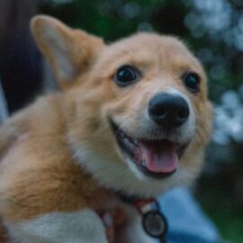 Jornada de vacunación antirrábica masiva y gratuita en Cali: mascotas serán beneficiadas