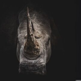 ¿Los rinocerontes están en peligro de extinción?
