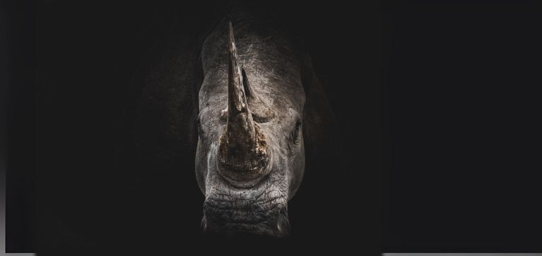 ¿Los rinocerontes están en peligro de extinción?